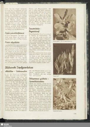 Blühende Topfgewächse