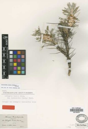 Astragalus bounacanthus Boiss. [isotype]