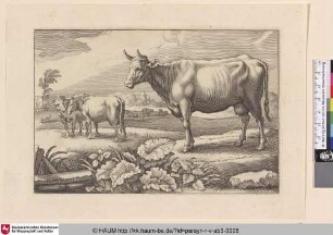 [Kühe, nach links gedreht; Cows Turned to the Left]