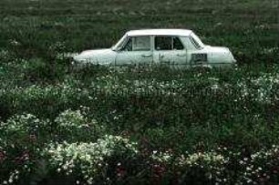 Auto in blühender Wiese