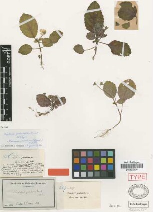 Niphaea pulchella Griseb. [holotype]
