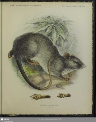 Lenomys meyeri (Jent.); nat. Grösse