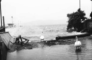Wasserburg: Zwei Schwäne vor tobender See
