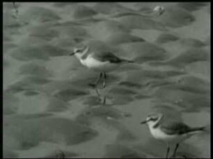 Charadrius alexandrinus - Nahrungssuche