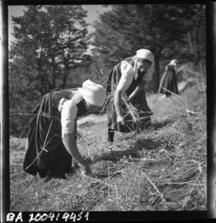 Getreideernte im Schwarzwald