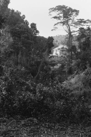 Regenwald : Blick durch den Regenwald zu einem Gutshof.