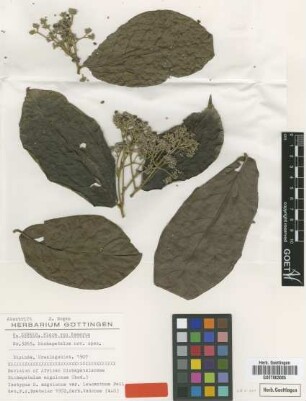 Dichapetalum angolense Chodat var. Pellegr. leucanthum[isotype]