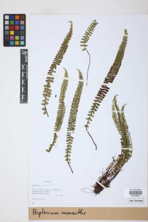 Asplenium monanthes