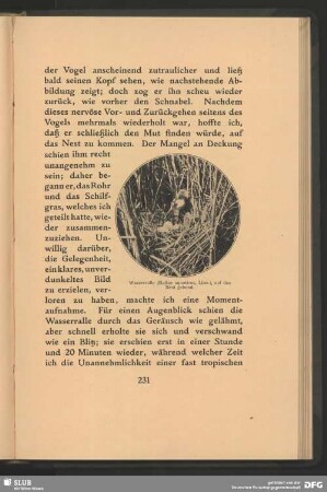 Wasserralle, Rallus aquaticus, Linn., auf das Nest gehend