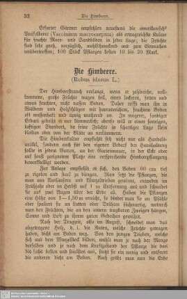 Die Himbeere
