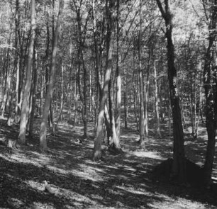 Wald : Blick in einen Buchenwald bei Dürnstein.
