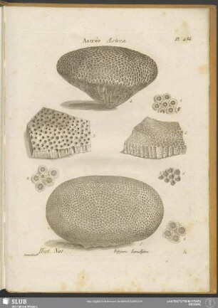 Pl. 486. Astrée Astrea