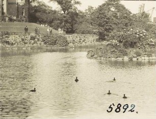 Altona: Donners Park. Wildenten auf dem Teich