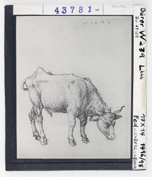 Albrecht Dürer: Junger Stier. Lemberg