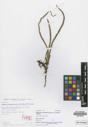 Melpomene flabelliformis (Poir.) A.R.Sm. & R.C.Moran