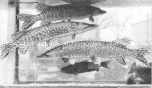 Hechte in einem Aquarium (Altersgruppe 14-17)