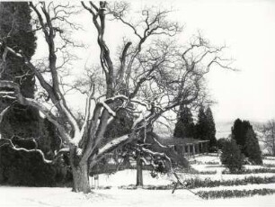 Winter auf der Insel Mainau