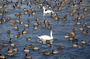 Stockholm - Schwäne und Enten : Schäne und Enten an der Strömbron-Brücke im Zentrum von Stockholm, aufgenommen 2006