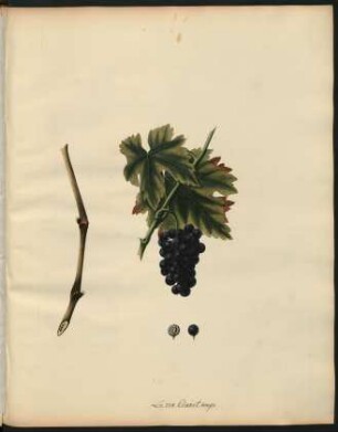 101. Le vin clariet rouge