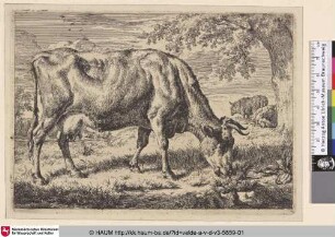 [Grasende Kuh mit zwei Schafen; Grazing Cow with two Sheep]