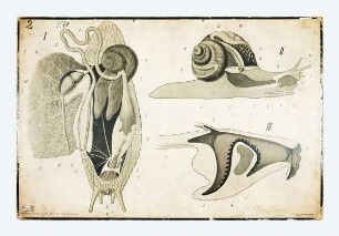 Weinbergschnecke