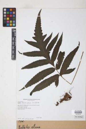 Bolbitis aliena Alston