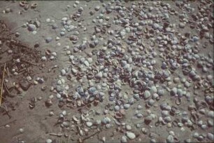 Reisefotos. Muscheln an einem Strand