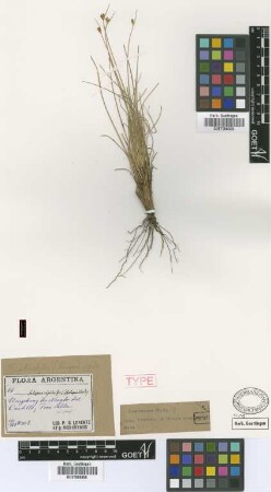 Scirpus rigidus Griseb. [type]
