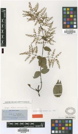 Mikania swartziana Griseb. [syntype]
