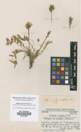 Oxytropis campestris (L.) DC.