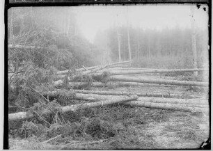 Sturmschäden; Wald mit umgestürzten Bäumen (Sigmaringen Richtung Bingen)
