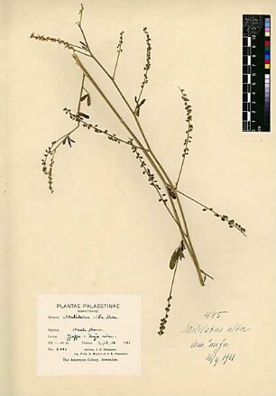 Leguminosae Melilotus alba Desfontaines, René Louiche (1750 - 1833) [Tel Aviv, Tel-Aviv, Tel Aviv-Jaffa, Tel Aviv-Yafo]