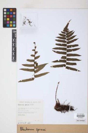 Blechnum sprucei C.Chr.