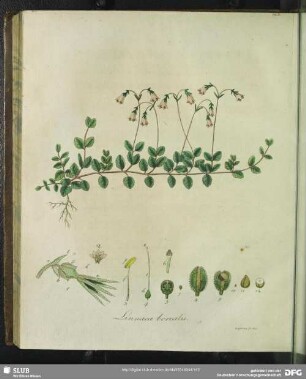 Linnaea Borealis. Tabula XXI.