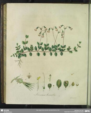 Linnaea Borealis. Tabula XXI.
