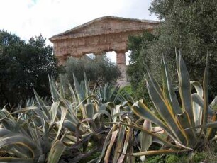 Agaven + Teil des dorischen Tempels in Segesta, 420 v. Chr. errichtet