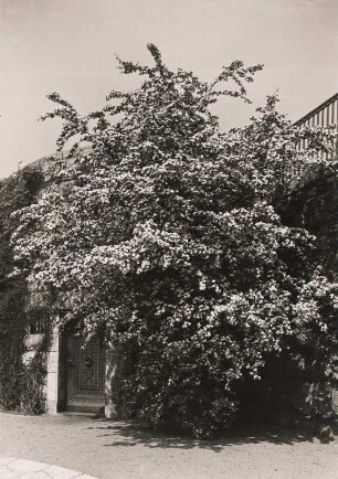 Berlin-Tempelhof. Gartenstadt Neu-Tempelhof. Bereich B. Frühling. Blühender Hollunderbaum