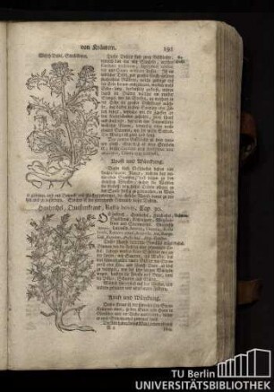 Cap. 30. Hauhechel, Questenkraut, Resta bovis.