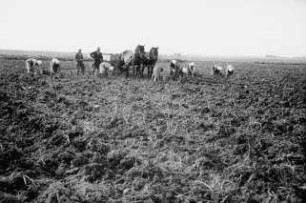 Fotografie: Ernteverfahren, Kartoffel, Handarbeit