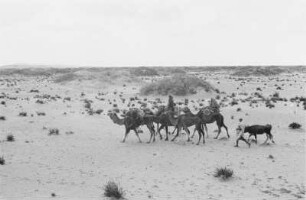 In der Zizyphus-Steppe : Blick über eine Steppenlandschaft mit einer Gruppe von Kamelen