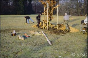 Potsdam, Neuer Garten, Pflanzen eines Baumes.