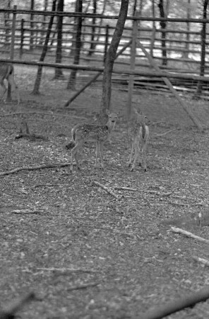 Nachwuchs bei den Virginiahirschen im Tierpark Oberwald.