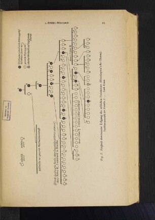 Fig. 2. Einfach dominanter Erbgang des erblichen Veitstanzes ( Huntington'sche Chorea). Nachkommentafel der Familie J. ... Nach Entres