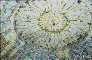 Potsdam, Neuer Garten, Grotte.