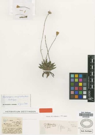 Haplopappus marginatus Griseb. [lectotype]