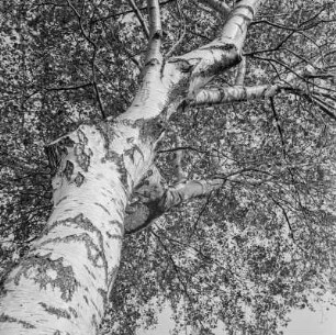 Birke