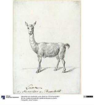 Lama