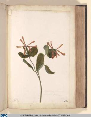 Caprifolium germanicum, flore rubello serotimum.