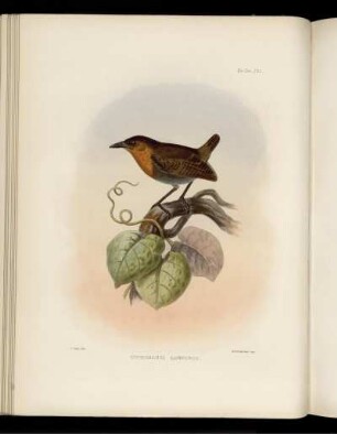 Plate XXI. Cyphorhinus Lawrencii. [bis] Plate XXX. Ædicnemus Superciliaris.