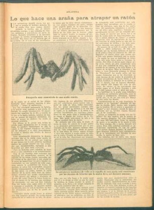 Lo que hace una araña para atrapar un ratón